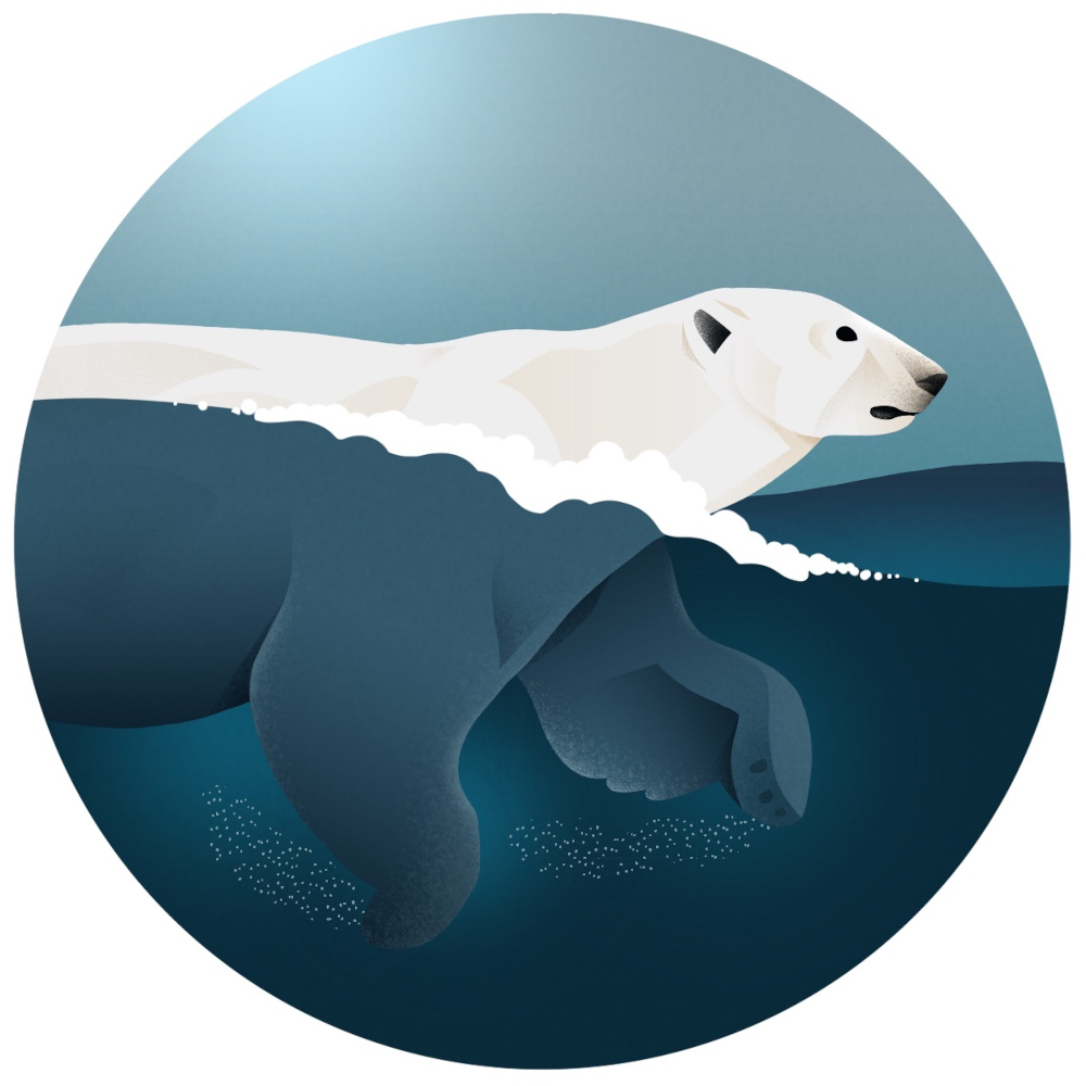 An illustration in which a polar bear swims in arctic waters.